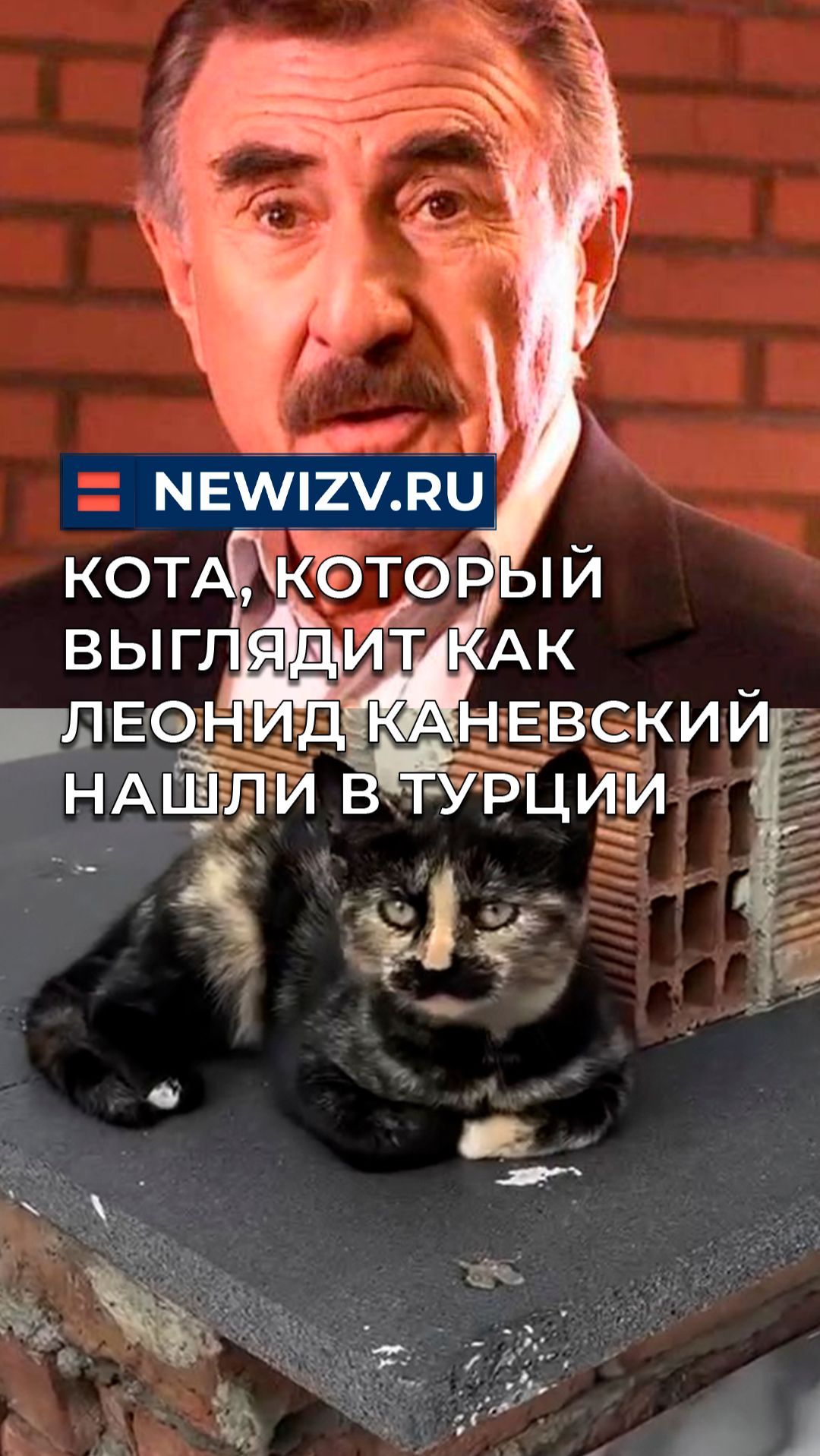 Кота, который выглядит как Леонид Каневский нашли в Турции смотреть онлайн