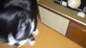 Радиола Беларусь 101 и кот чёрный плащ на чили