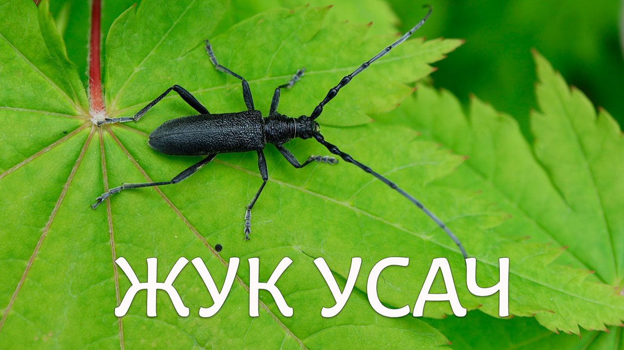 Жук усач сосновый черный