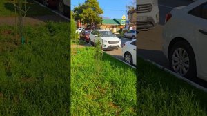 САЖАЕМ КИПАРИСЫ на САДОВОЙ в ГЕЛЕНДЖИКЕ