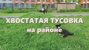 Кто тут главный?