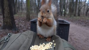 Кормлю белок. Зарисовка