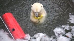 Бросить игрушку в ледяную воду, а потом прыгнуть за ней для медвежат Белки и Стрелки  нормально!