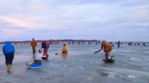 ГЛУБИНА 60 СМ ЕГО ТУТ ТОННЫ рыбалка на судака