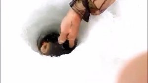 Случайная поимка крупного карпа на балансир в зимний период.