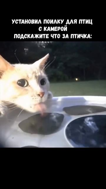 Такие вот птички