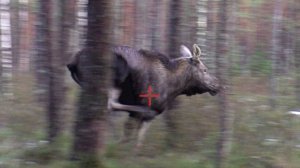 Загонная ОХОТА 2025. Первый СНЕГ!