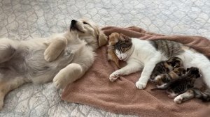 Бесценная реакция щенка золотистого ретривера на встречу с новорождённым котёнком