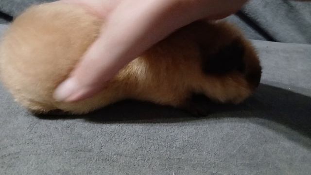 американский тедди кремовый калифорния с шоко поинтами