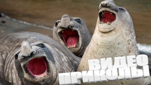 ТОПОВЫЕ ПРИКОЛЫ 2025 \ СМЕШНЫЕ ВИДЕОПРИКОЛЫ \ КАЧЕСТВЕННАЯ ПОДБОРКА ВИДЕОПРИКОЛОВ