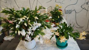 Обзор покупок. Поздравляем соседа.удаление бородавки на лице.