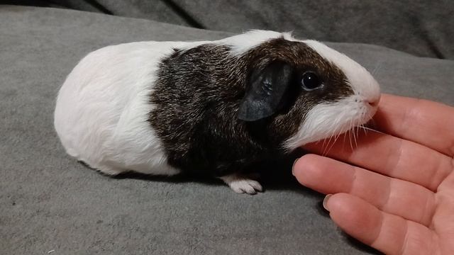 Морская свинка гладкошерстная белая с кремовым агути