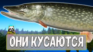 Эти зубатки могут атаковать резко #рр4