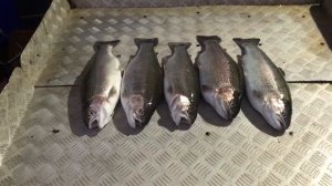 улов форели