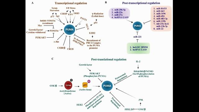 Кнопка самоуничтожения рака: роль PUMA в путях клеточной смерти при различных типах рака