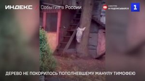 Дерево не покорилось пополневшему манулу Тимофею