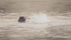 Битва мишки и оленя в реке