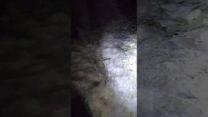 в лесу гуляем