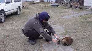 В мире животных Сонное сибирское утро безработного Кормлю животных