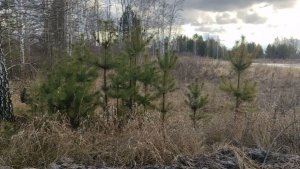 ПРОГУЛКА В ЛЕСУ