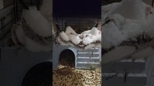 Морская свинка🤍 28