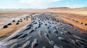 Они Вывезли Сотни Бобров на Мертвую Землю Без Воды и Травы, То, Что Они Сделали, Поразит Вас
