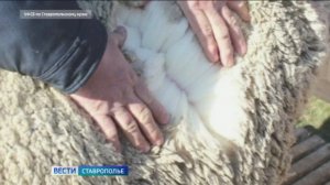 Ставропольские правоохранители раскрыли схему хищения сельхозсубсидии на три миллиона рублей