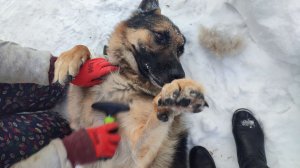 Дневник за 28 ноября 2025 год: делаем проводку в курятнике, Бос на выческе и др. зарисовки