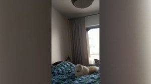 Смешные животные. Самые любимые моменты.