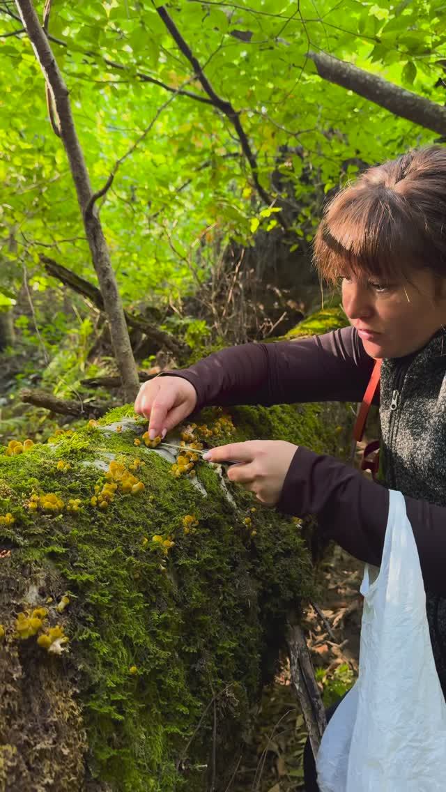 Скала Зеркало. Водопад Пасть дьявола. Грибы. Поход одного дня недалеко от Краснодара. смотреть онлайн