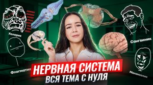 Нервная система с нуля | Все что нужно знать для ЕГЭ по биологии | Жанна Казанская | Умскул