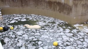 Одна медведица бросила хлеб в воду и пошла в бассейн, другая только посмотрела 27.11.2025