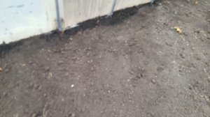 Осень сырая. Огороды не вскопали из за дождей.