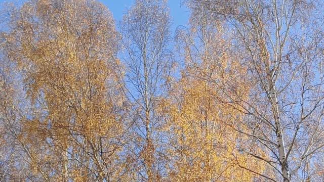 Золотые краски осени