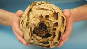 ЧТО ВНУТРИ ОГРОМНОГО ГНЕЗДА ШЕРШНЕЙ?