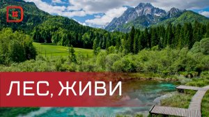 Около 800 деревьев для восстановления Хрюгского леса высадили в Ахтынском районе