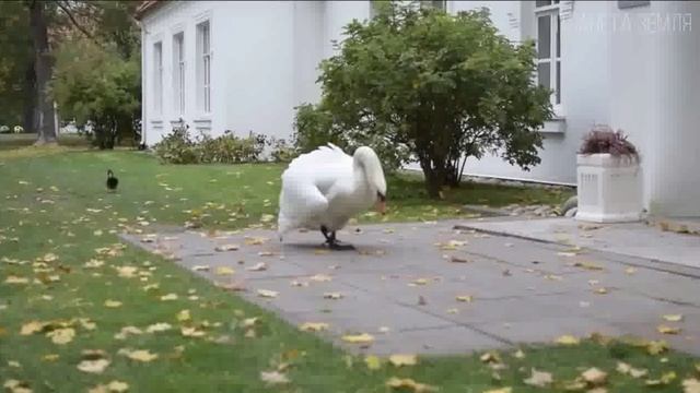 Рок баллада - Лебединая верность