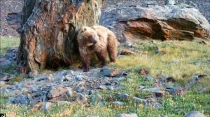 Бурый медведь в Сайлюгемском нацпарке