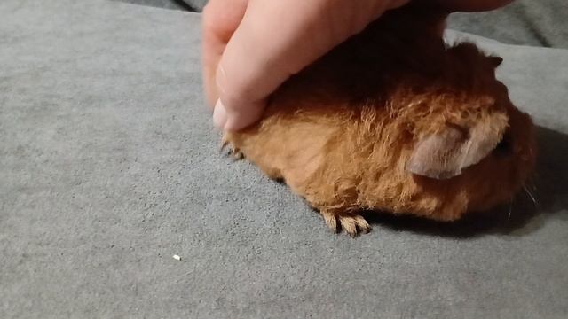 американский тедди золото с белым