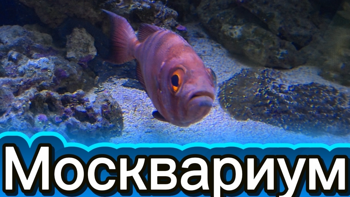 Мы в Москвариуме🐠🐟🐡 смотреть онлайн