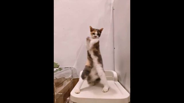 лучший котик земли