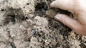 Выкапываю арахис. Смотрим результат