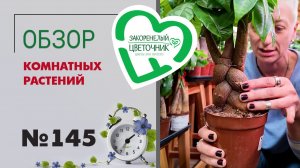 Редкие спатифиллумы, новый сорт замиокулькаса, пеперомии, пахиры необычных форм. Обзор поставки №145