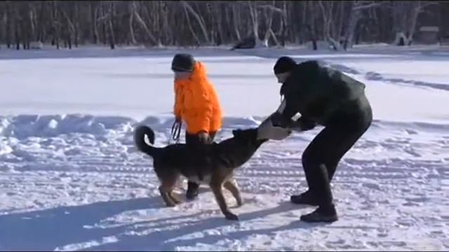 Питомник Из Тигровой Династии г. Омск.