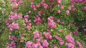 Обрезали плетистую розу Варбург.