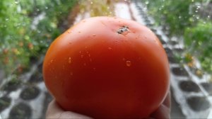 Томат коллекционный Невис с Азорских островов