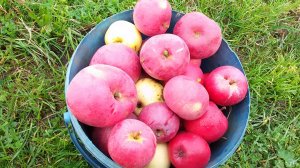 Карликовые подвои. Как на них ведут себя генетически сильнорослые яблони