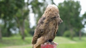 За гранью цивилизации SDR