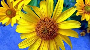 Цветы Июнь 2023