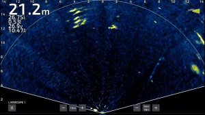 Баррамунди.